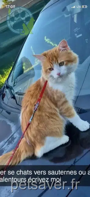 chat reunited    Bordeaux Ippo