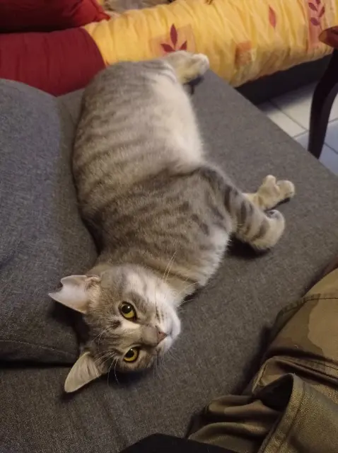 cat reunited    Bordeaux Merlin