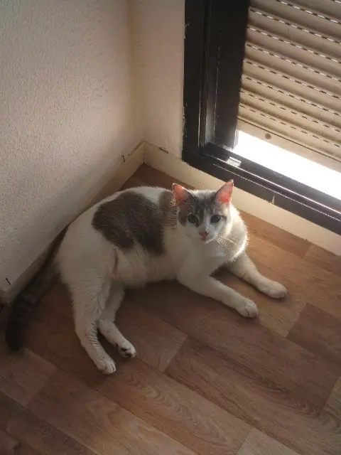 chat reunited    Bordeaux Miki