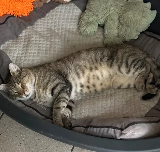 chat reunited    Bordeaux Mimi