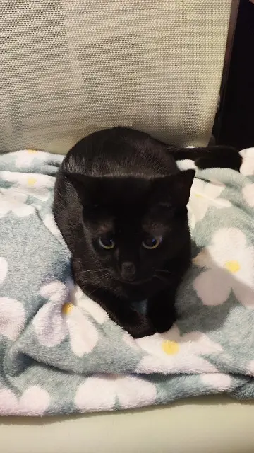 chat retrouvé Bordeaux Mimi chat reunited Bordeaux Mimi