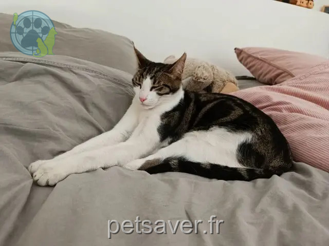 chat reunited    Bordeaux Morty