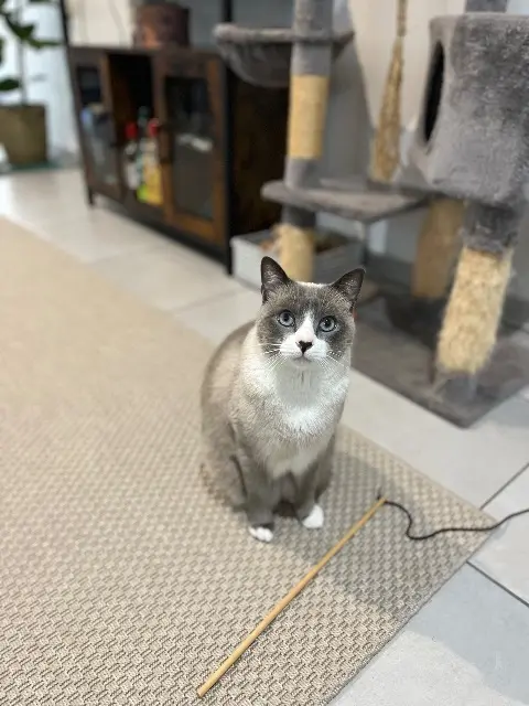 chat reunited    Bordeaux Mushu