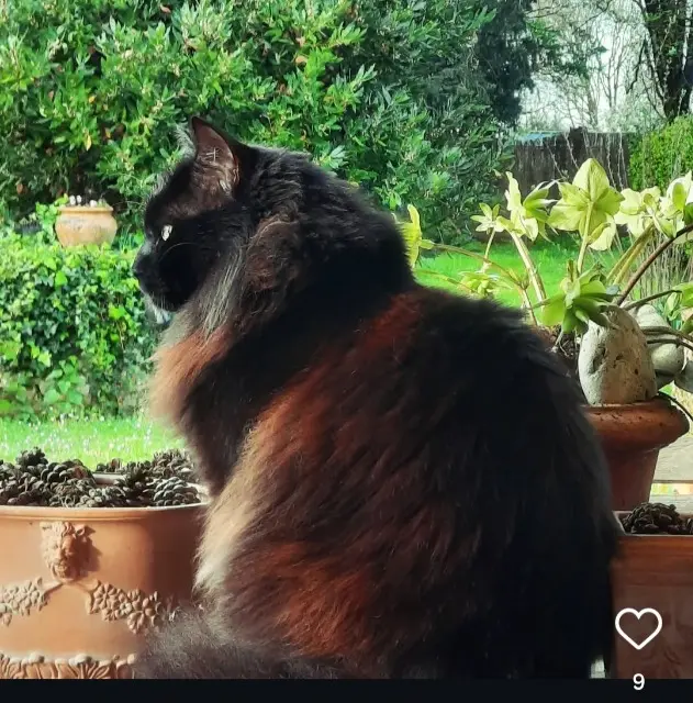 chat reunited    Bordeaux Newton