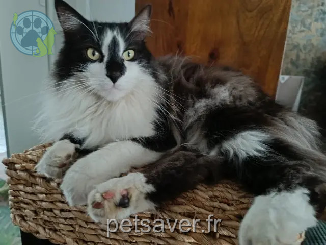chat reunited    Bordeaux ORION
