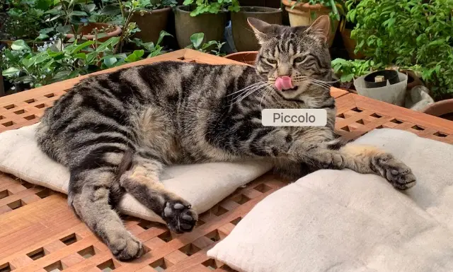 chat reunited    Bordeaux Piccolo