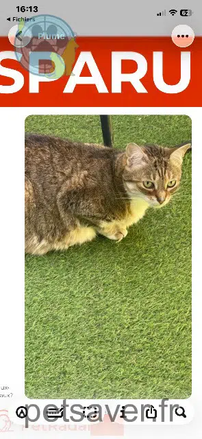 chat reunited Bordeaux Plume