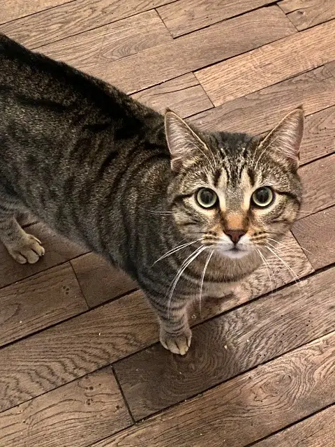 chat reunited    Bordeaux Sergio