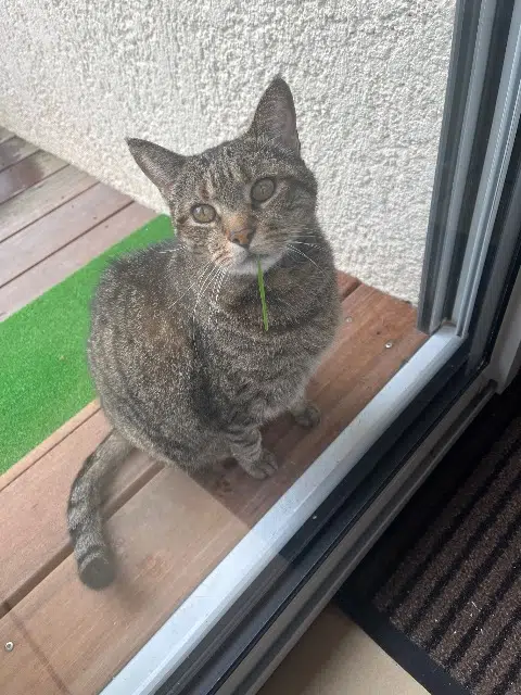 chat reunited    Bordeaux Tilou