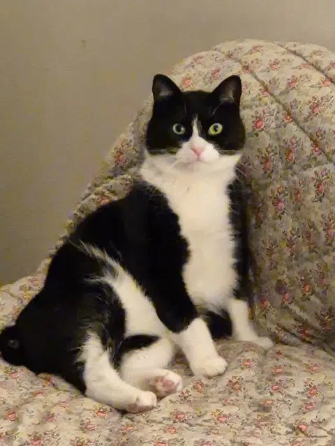 chat reunited    Bordeaux Ulco