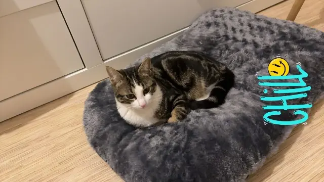 cat reunited    Bordeaux vinoush