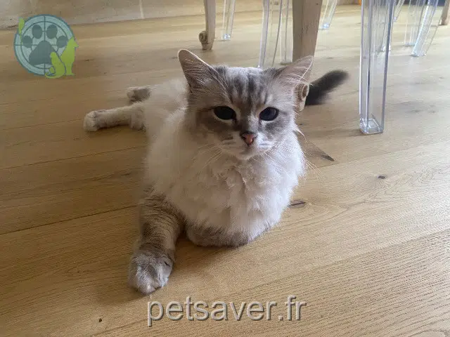 chat reunited    Bordeaux Ysko