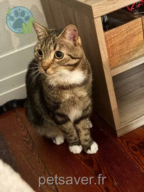chat reunited Bordeaux Yuzu