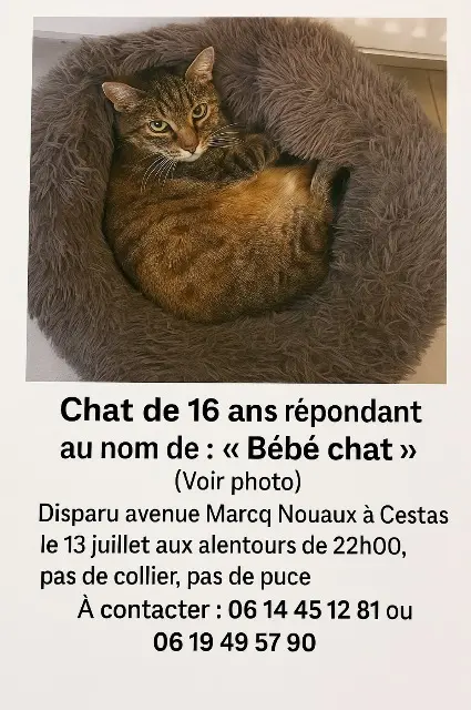 chat reunited   33610 Cestas Bébéchat