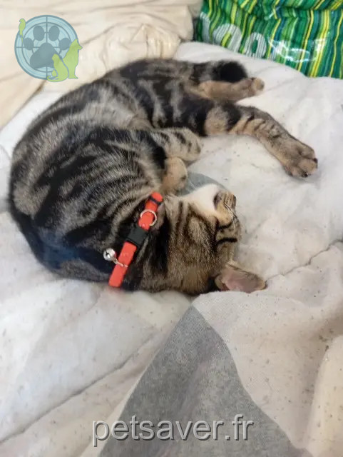 chat reunited 33150 Cenon Caramel