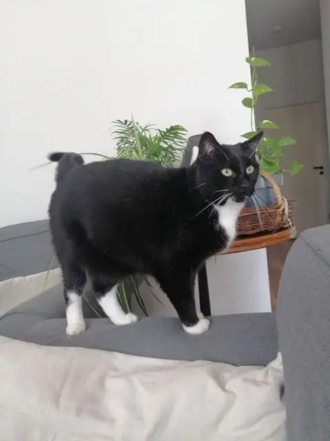 chat reunited   33510 Andernos-les-Bains Charly