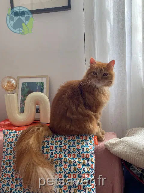 chat reunited   33110 Le Bouscat Cookie
