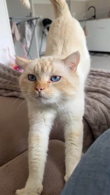 chat reunited   33160 Saint-Aubin-de-Médoc Cédric