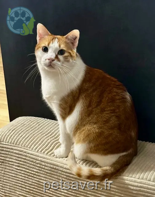 chat reunited   33140 Villenave-d'Ornon Dipsy