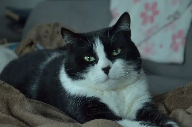 chat reunited   33550 Langoiran Django