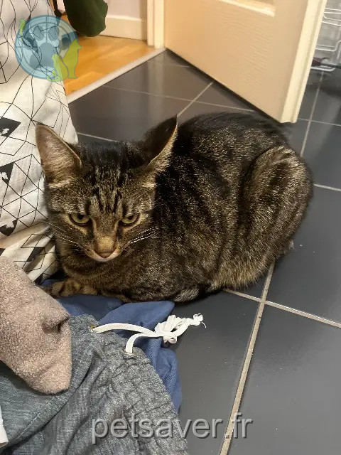 chat reunited 33140 Villenave-d'Ornon Flowky