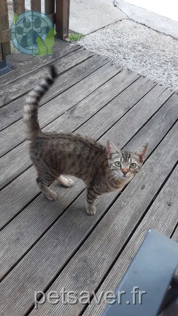 chat reunited   33450 Izon Fly