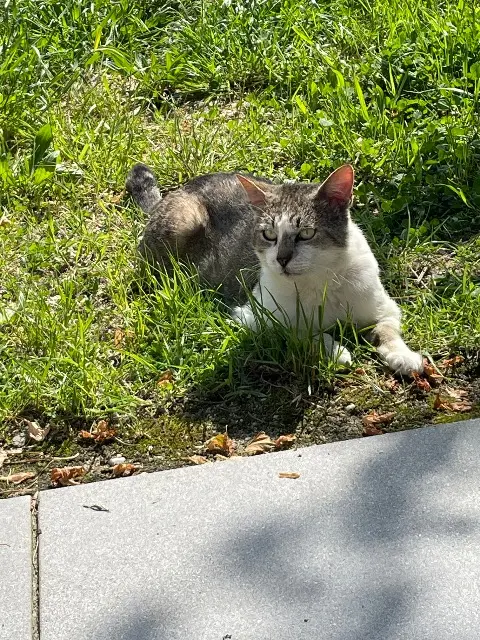 chat reunited   33350 Mérignas Gaston