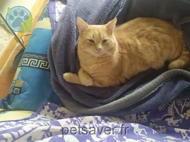chat reunited 33580 Monségur Gingembre