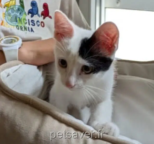 gatto reunited 33400 Talence Guizmo