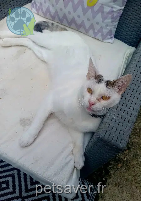chat reunited 33550 Paillet Guss