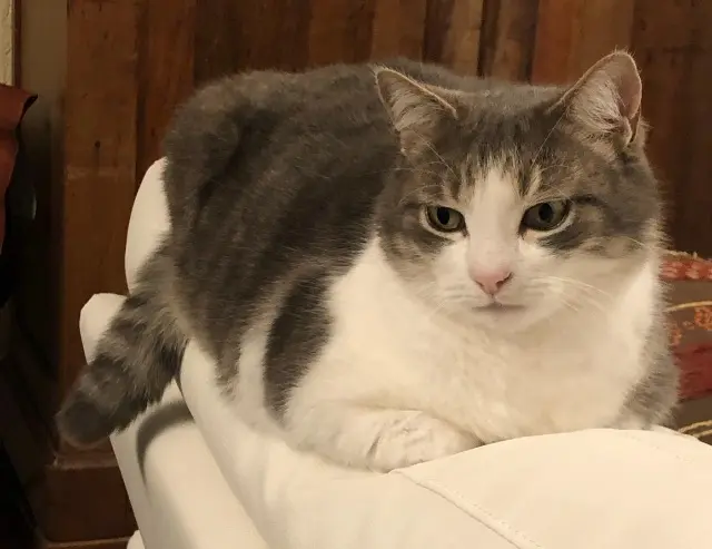 chat reunited   33500 Libourne Hadès