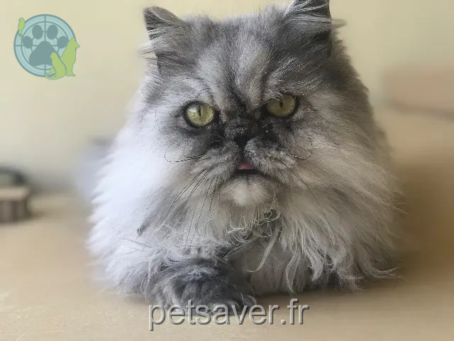 chat reunited 33640 Beautiran Hapyy