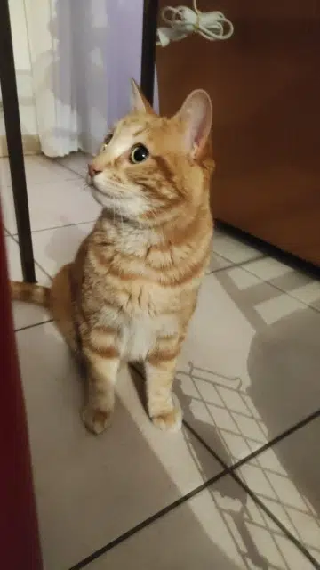 chat reunited   33320 Eysines Haru