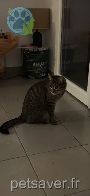 chat reunited   33410 Béguey Ibaia