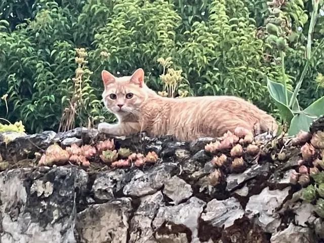 chat reunited   33310 Lormont INOUK