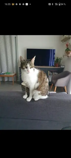 chat reunited   33850 Léognan Iron