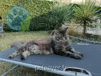 Chat Perdu 33 Gironde - Jag-eun Chat Perdu 33 Gironde - Jag-eun