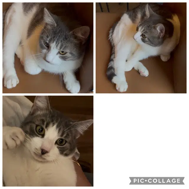 chat reunited   33760 Targon Jeanchat