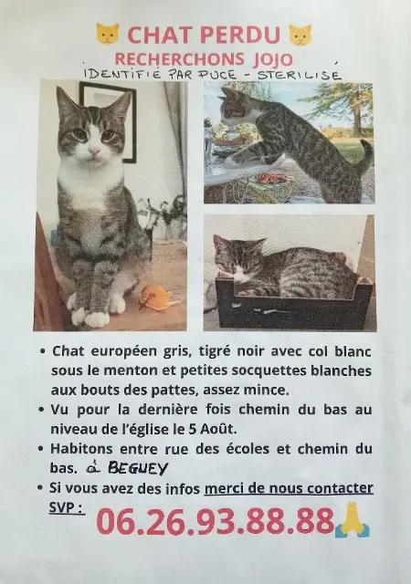 chat reunited   33410 Béguey Jojo