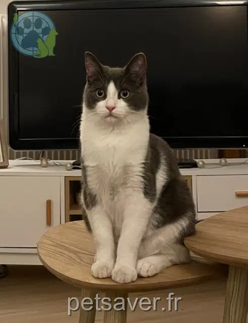 chat reunited 33110 Le Bouscat Kiks