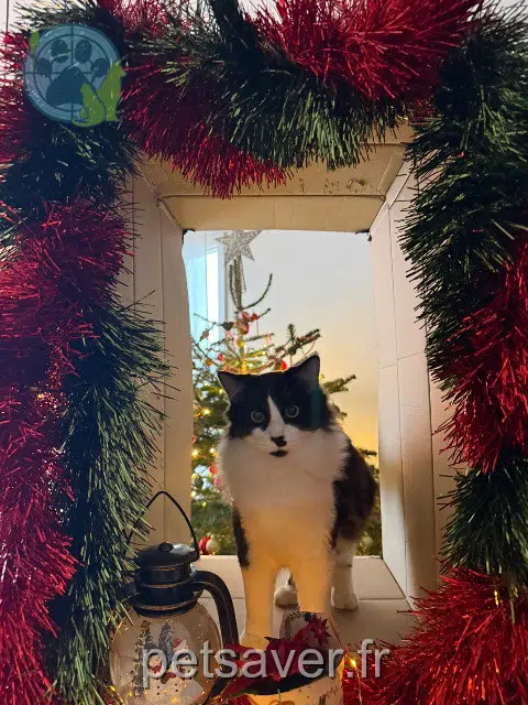 chat reunited   33330 Saint-Sulpice-de-Faleyrens Krokmou