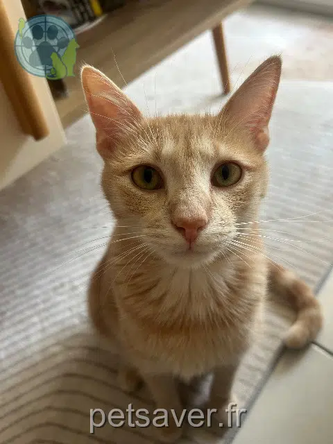 chat reunited   33290 Parempuyre Kyubi
