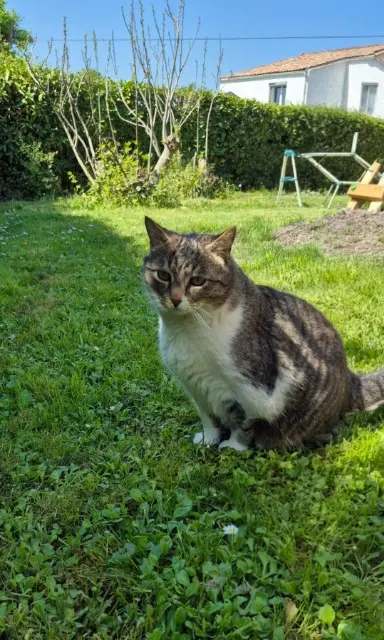 chat reunited   33370 Yvrac Laïko
