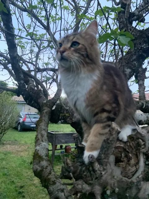 chat reunited   33720 Landiras Leon