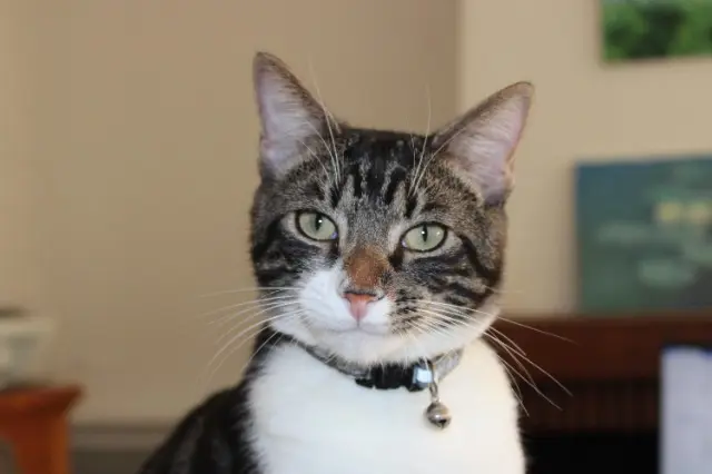 chat reunited   33170 Gradignan Lilio