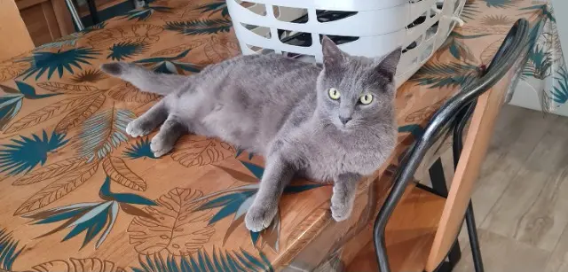 chat reunited   33110 Le Bouscat Link