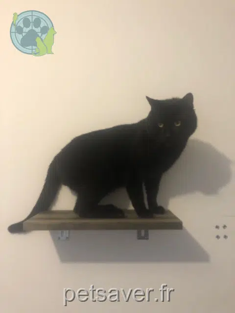 chat reunited   33560 Carbon-Blanc Loki