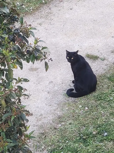 chat reunited   33400 Talence LUCKY
