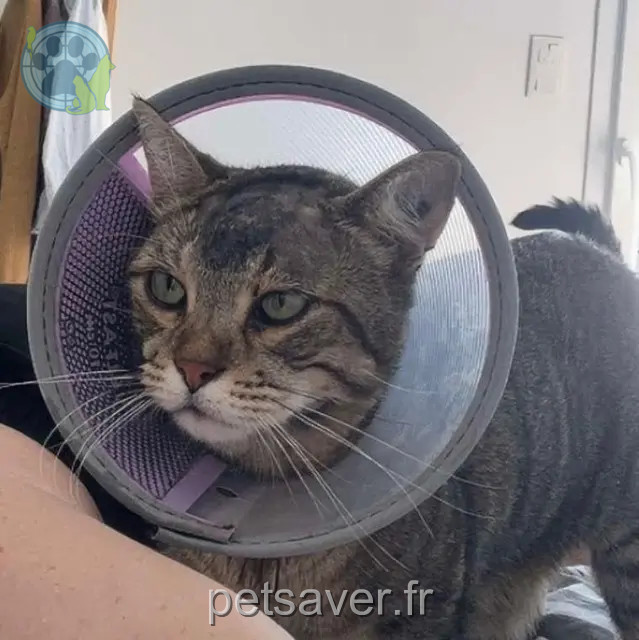 chat reunited   33240 Saint-André-de-Cubzac Maki