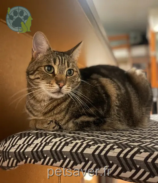 chat reunited   33700 Mérignac Malo
